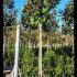 Magnolia Grandiflora Full Standard 3-3.5 m buy online UK.