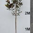 maggranfs 3-3.5 m buy online UK.