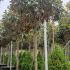 Magnolia Grandiflora Full Standard 4-4.5 m buy online UK.