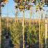maggranfs 3.1-3.6 m buy online UK.