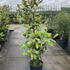 mgg 1.75-2 m buy online UK.