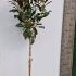 Magnolia Grandiflora Goliath 1.5-1.75 m buy online UK.
