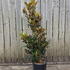 mglg 1-1.25 m buy online UK.