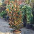 mglg 1-1.25 m buy online UK.