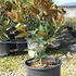 mglg 60-80 cm buy online UK.