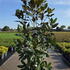 mglg 2-2.25 m buy online UK.