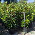 mglg 1-1.25 m buy online UK.