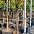 Magnolia Grandiflora Little Gem 1.5-1.6 m buy online UK.