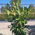 Magnolia Grandiflora Maryland 1.75-2 m buy online UK.