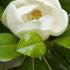 Magnolia Grandiflora Maryland is an Evergreen and Compact Magnolia tree. Buy Magnolias online, UK delivery
