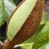 Magnolia Grandiflora Maryland with a flower bud beginning to form, showcasing early blooming stages
