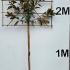maggrandipleached 2.7 m buy online UK.
