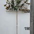 maggrandipleached 2.9 m buy online UK.
