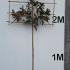 maggrandipleached 2.9 m buy online UK.