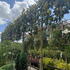 maggrandipleached 3.2 m buy online UK.