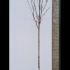 Magnolia Heaven Scent 3-3.5 m buy online UK.