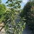 Magnolia Heaven Scent 2-2.5 m buy online UK.