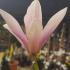 Magnolia Heaven Scent, a pink flowering Magnolia buy online UK