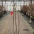 Magnolia Joli Pom Pom 1.5-1.75 m buy online UK.