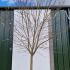 Magnolia Kobus Northern Japanese Magnolia 5-6 m buy online UK.