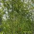 Magnolia Kobus Northern Japanese Magnolia 4-4.5 m buy online UK.