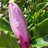Dark purple flowers and graceful form. Adding a touch of sophistication to any garden setting