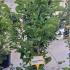 Magnolia Liliiflora Nigra. Black Lily Magnolia 1-1.25 m buy online UK.