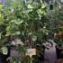 Magnolia Liliiflora Nigra. Black Lily Magnolia 1.25-1.5 m buy online UK.
