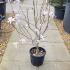 Magnolia Loebneri Leonard Messel 60-80 cm buy online UK.