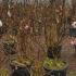 Magnolia Loebneri Leonard Messel 1.5-1.75 m buy online UK.