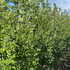 magleonard 3-3.5 m buy online UK.
