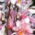 Magnolia Loebneri Leonard Messel, specialist magnolia nursery, London and Online UK