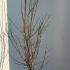 Magnolia Loebneri Wildcat 1.25-1.5 m buy online UK.