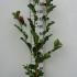 Magnolia March Till Frost 1.25-1.5 m buy online UK.