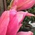 Magnolia Peachy Flowering in springtime, beautiful cup shaped flowers on bare stemmed trees buy UK