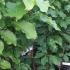 Magnolia Peachy trees for sale at our London garden centre, UK