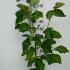 Magnolia Rose Marie 1.5-1.75 m buy online UK.