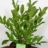 Magnolia Royal Splendor 60-80 cm buy online UK.