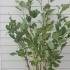 Magnolia Sieboldii 1.75-2 m buy online UK.