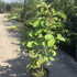 magsieb 1.25-1.5 m buy online UK.