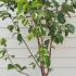 Magnolia Solar Flair 1.5-1.75 m buy online UK.