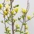 Showcasing vibrant yellow flowers with a touch of pink for a striking and graceful display