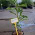 Magnolia Soulangeana 60-80 cm buy online UK.