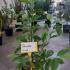 Magnolia Soulangeana 80-100 cm buy online UK.