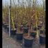 Magnolia Soulangeana 1.5-1.75 m buy online UK.