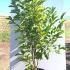 Magnolia Soulangeana 1.25-1.5 m buy online UK.