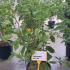 Magnolia Soulangeana 1-1.25 m buy online UK.