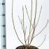 Magnolia Soulangeana 50-60 cm buy online UK.