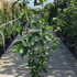 msrr 1.5-1.75 m buy online UK.