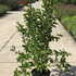 msrr 1.25-1.5 m buy online UK.